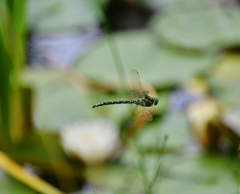 昆虫３