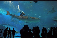 美ら海水族館
