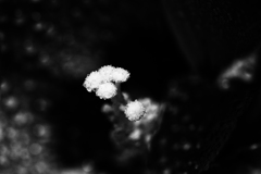 シベ