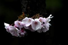 スイスにもある桜