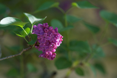 静かに華やかに