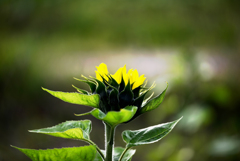 Sonnenblumen 1