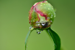 雨