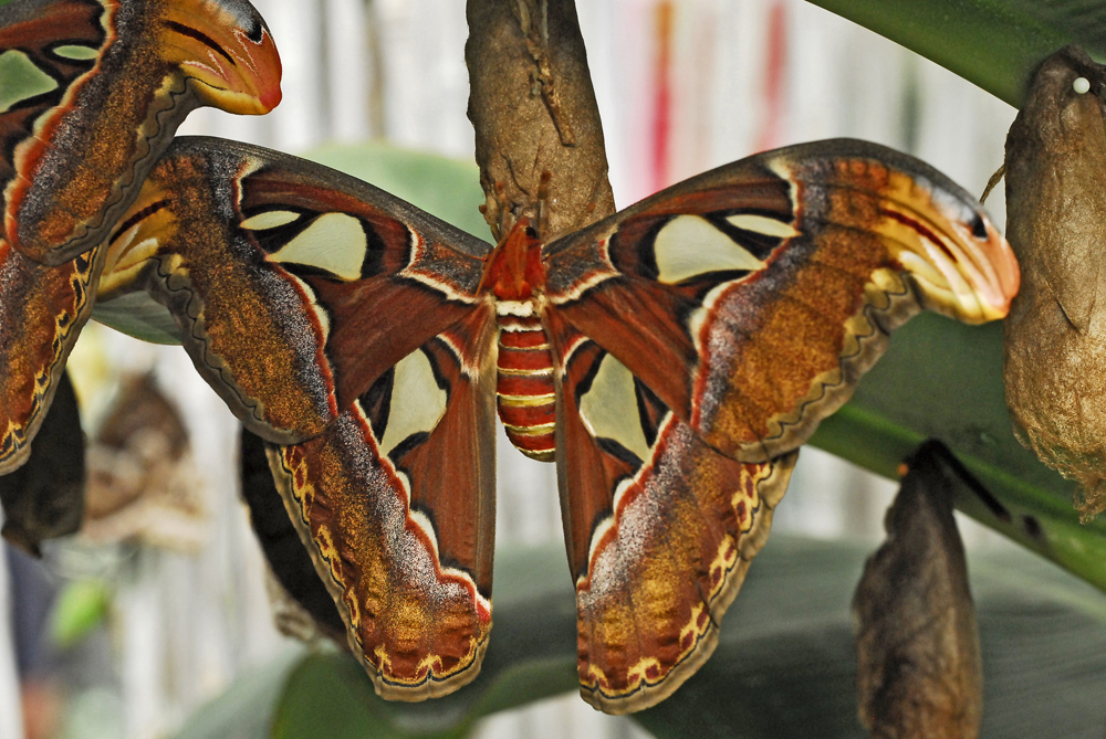 ガーデンセンターで続続