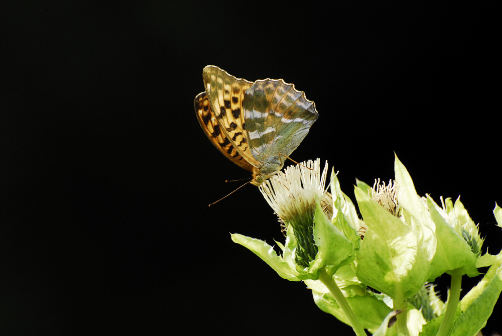 ミドリヒョウモン