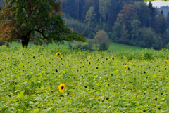 ひまわり畑