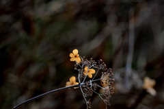 枯れてもなお...