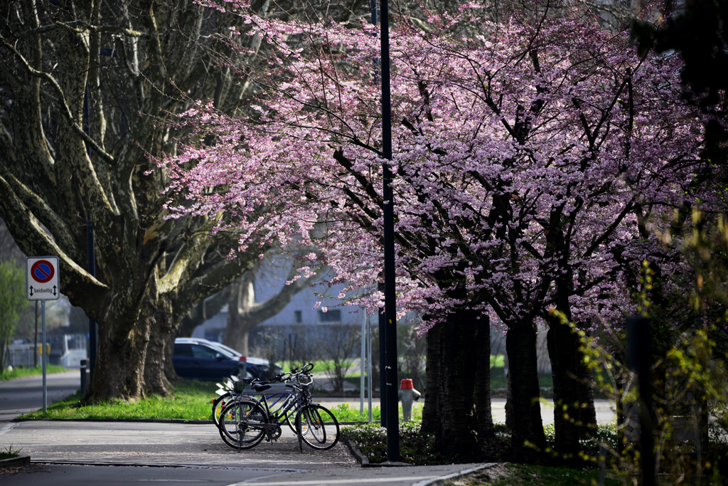 スイスの桜　４