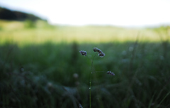 朝の雫　２