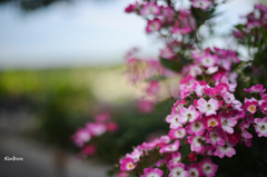 バラ園にて　１