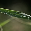 雨つゆ