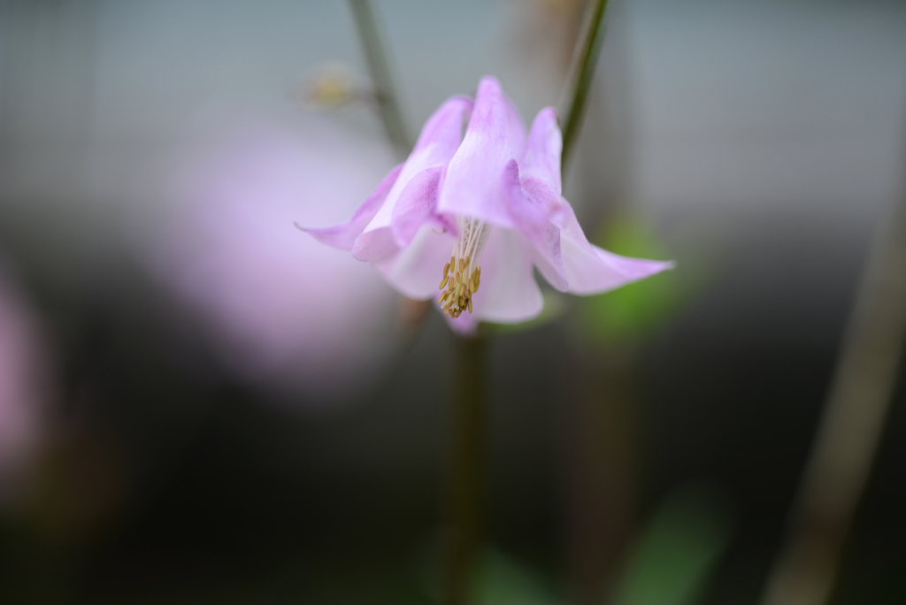 野の花　２