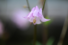 野の花　２