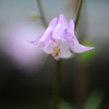 野の花　２
