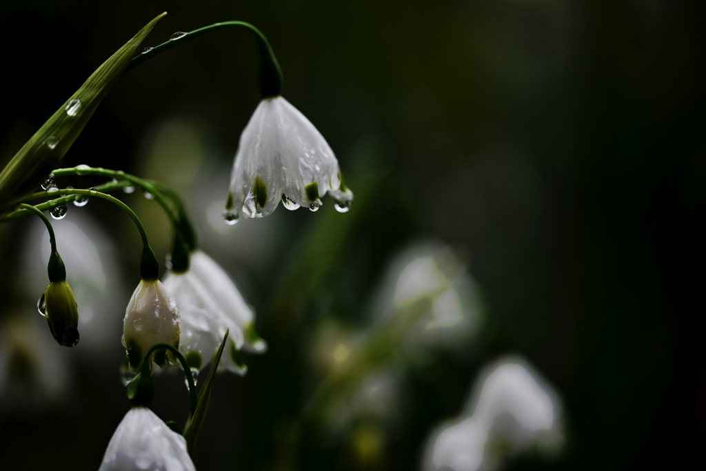 スノーフレーク