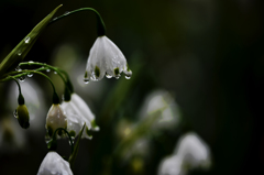 スノーフレーク