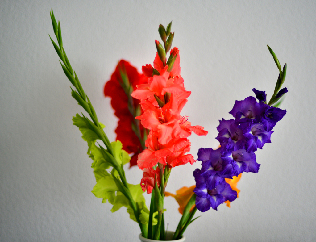 グラジオラス
