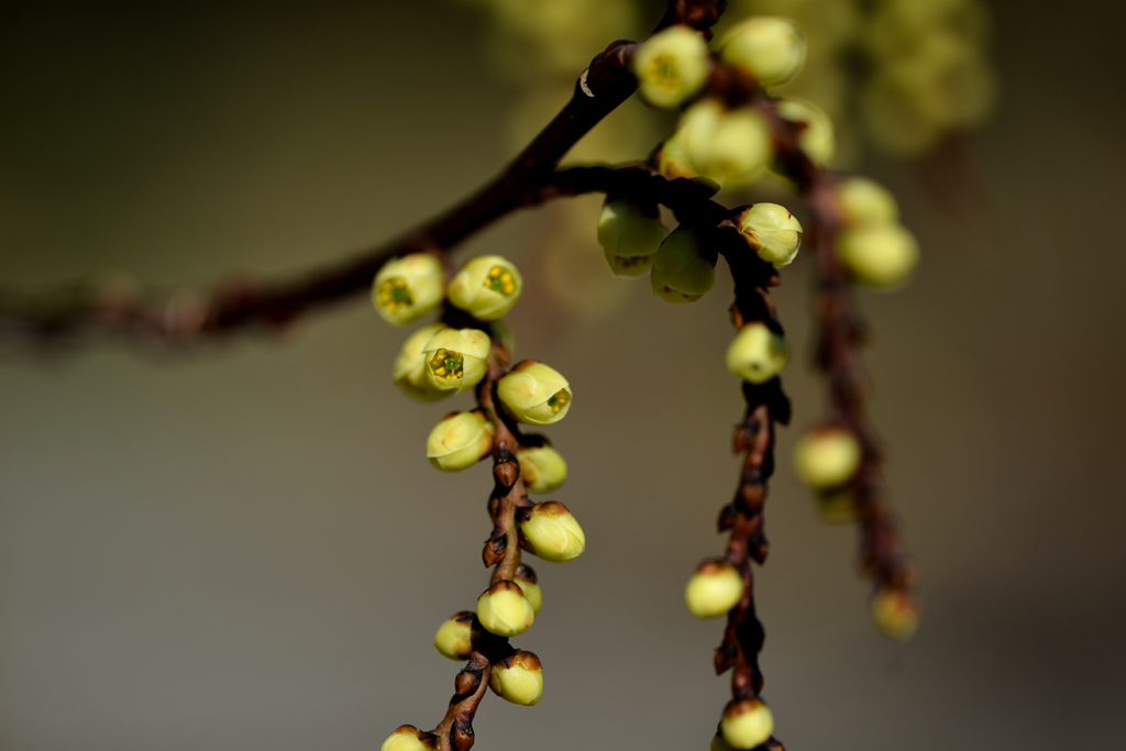 なんだろう〜？１（キブシ）