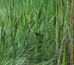 Zilpzalp チフチャフ