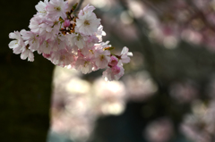 スイスの桜３