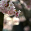 スイスの桜３