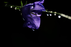 雫