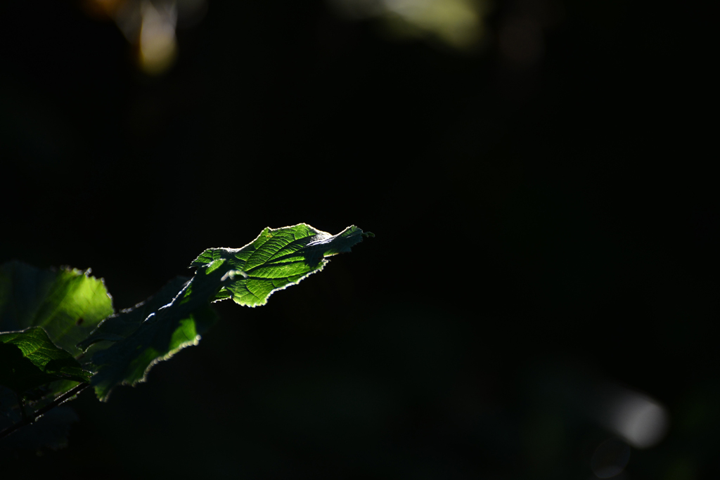 その緑
