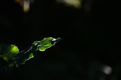 その緑
