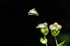 fly