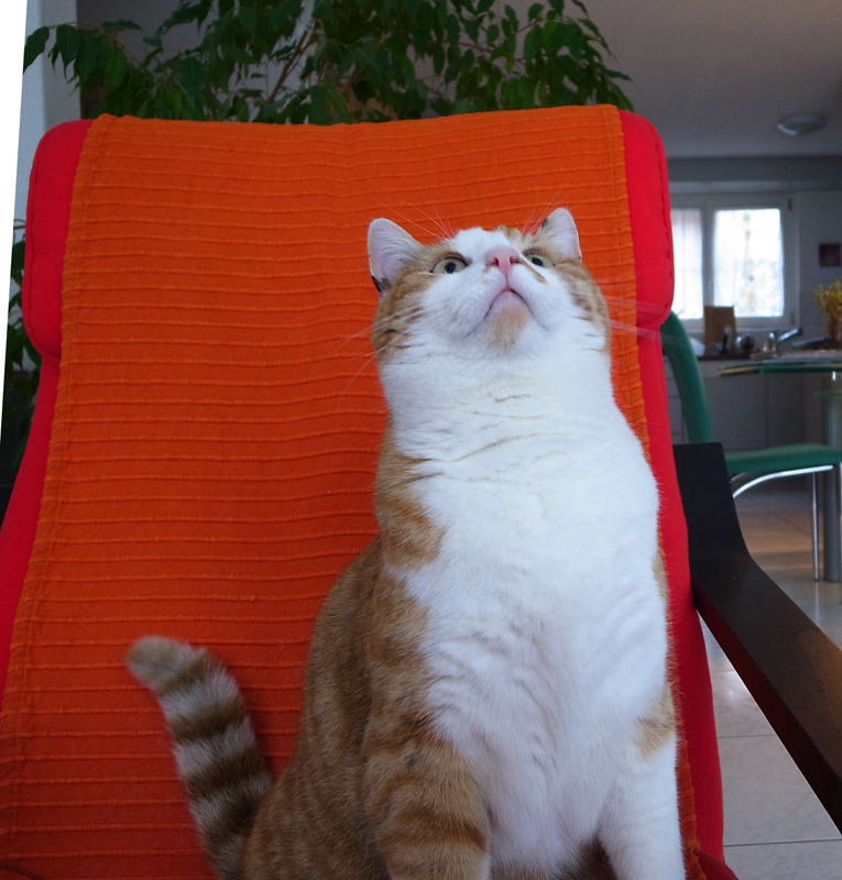 上をむう〜いて〜♪　タロちゃん　