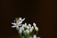 ニラの花と小蝿
