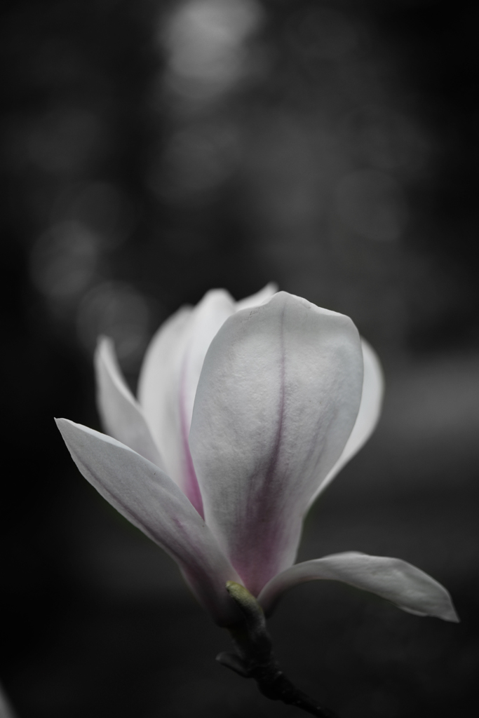 木蓮　１