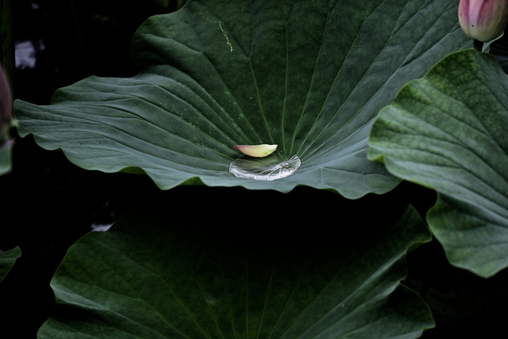 水溜り