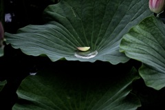 水溜り