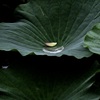 水溜り