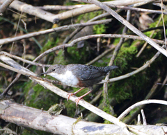 Wasseramsel
