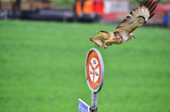 ヨーロッパノスリ　？