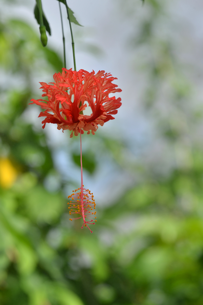 ぼんぼりのように