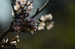 サハリンの桜２