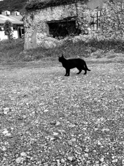 黒猫
