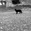 黒猫