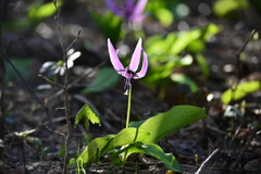 カタクリの花