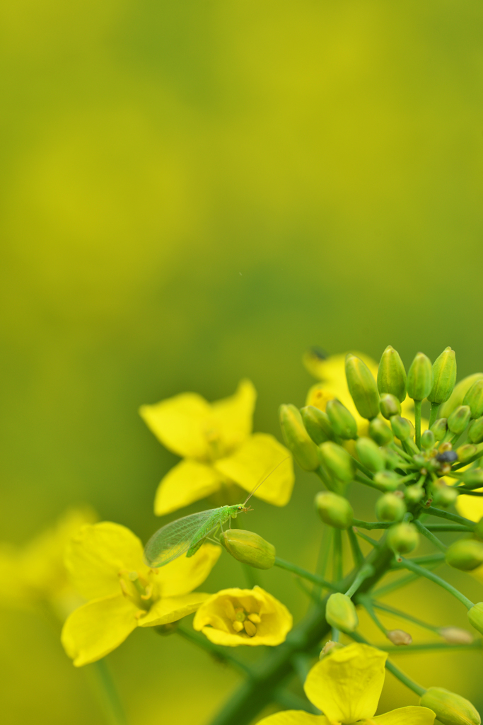 菜の花畑で　１