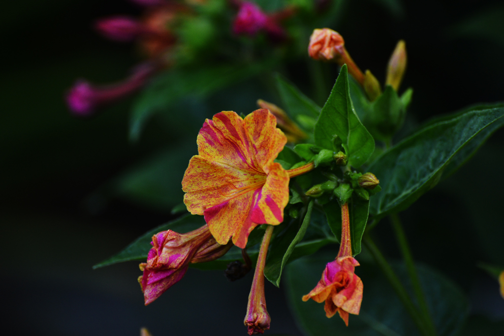 オシロイバナ？