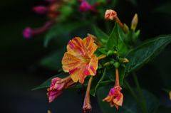 オシロイバナ？