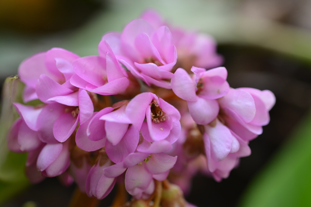 ピンクの花