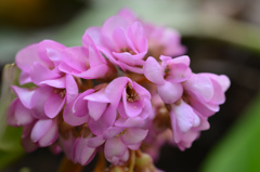 ピンクの花