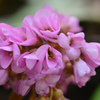 ピンクの花