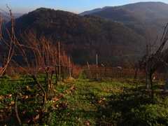 ライン川を見下ろして１