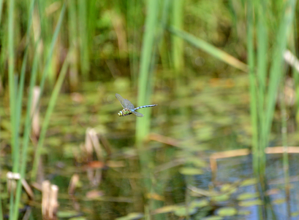 Grosse Königslibele